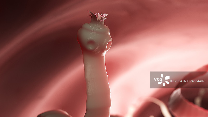 绦虫插画图片素材