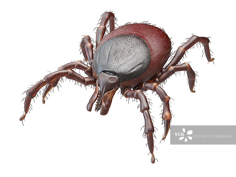 蜱虫插画图片素材