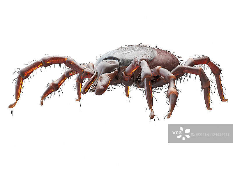 蜱虫插画图片素材