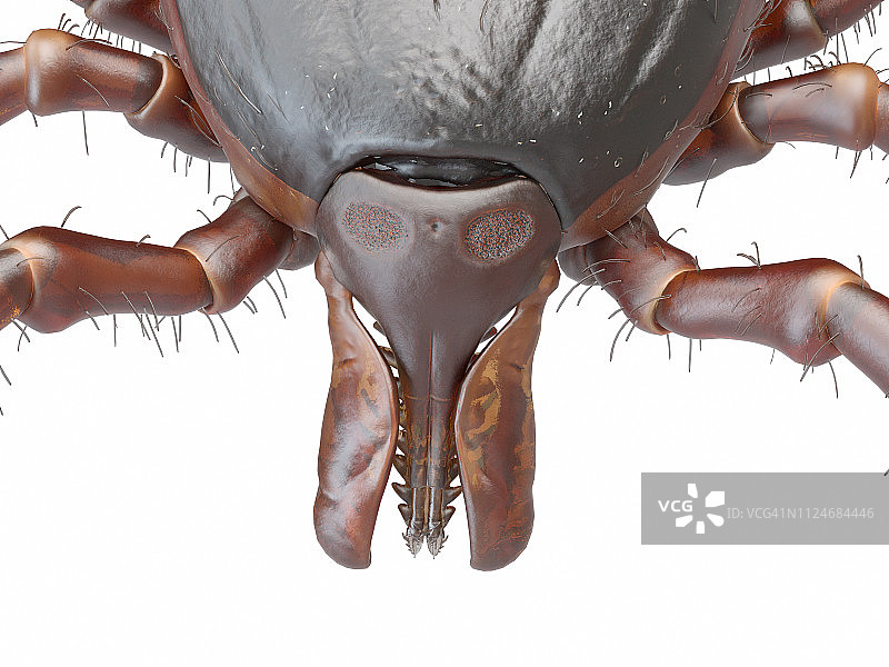 蜱虫插画图片素材