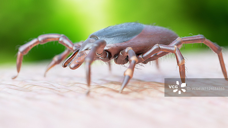在人体皮肤上爬行的蜱虫插画图片素材