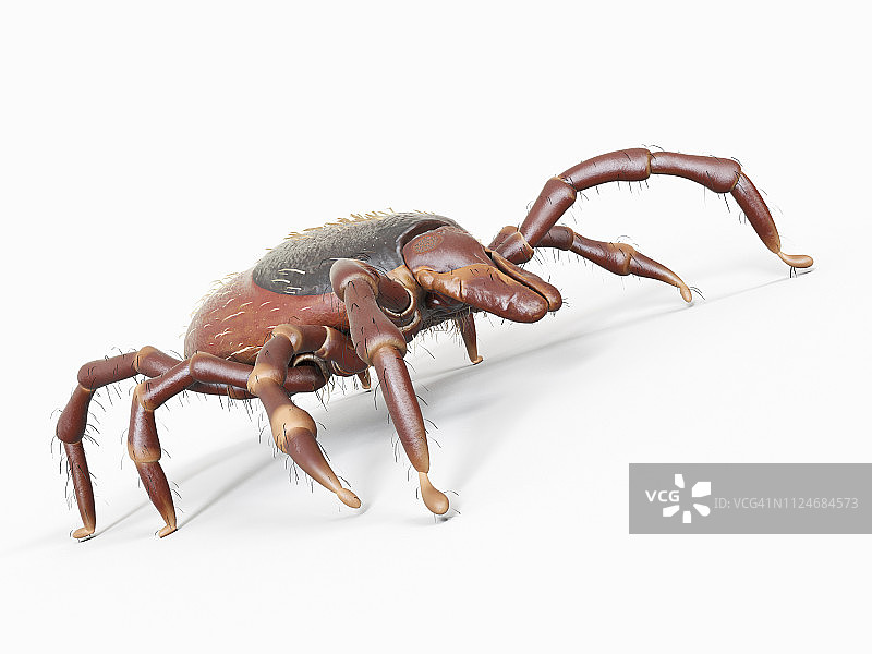 蜱虫插画图片素材