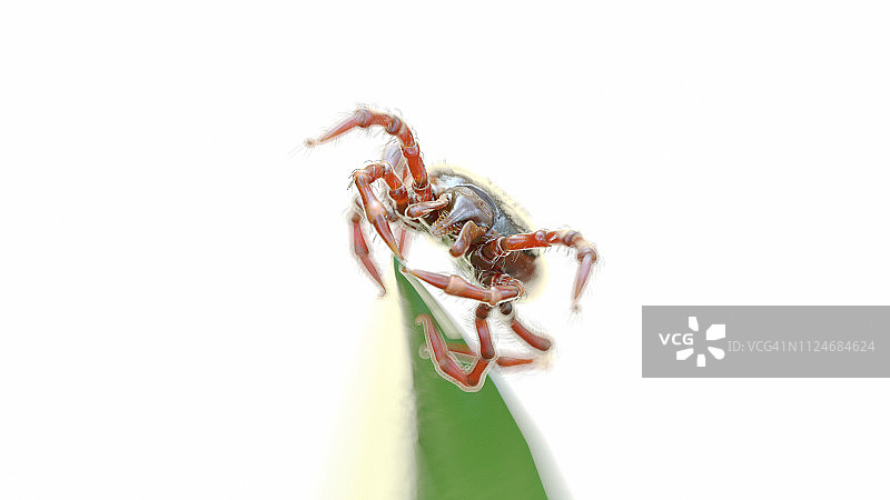 草叶上的蜱虫插画图片素材