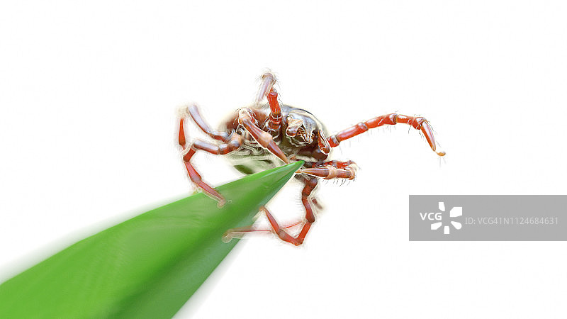 草叶上的蜱虫插画图片素材