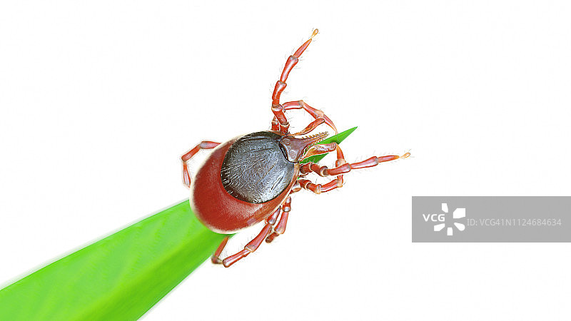 草叶上的蜱虫插画图片素材
