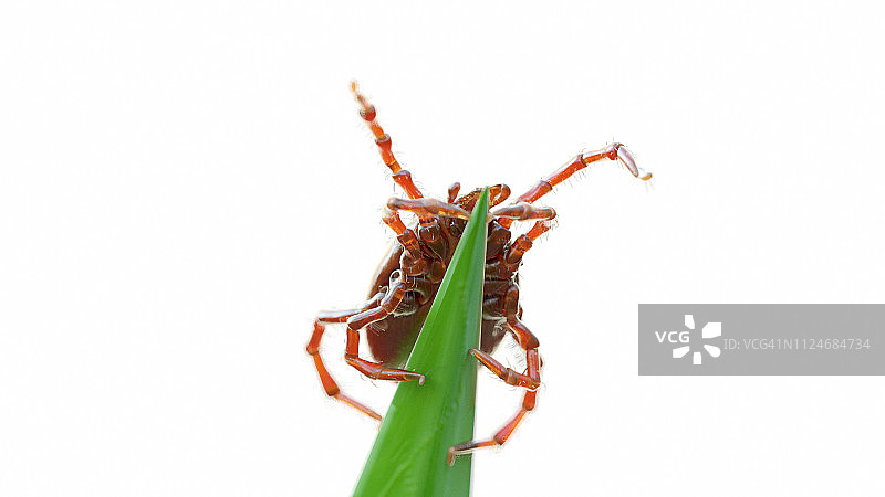 草叶上的蜱虫插画图片素材