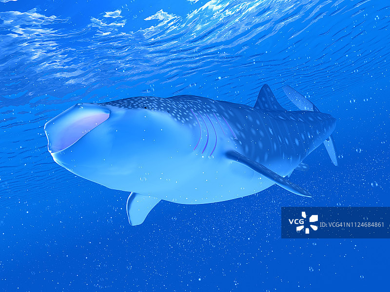 鲸鲨插画图片素材
