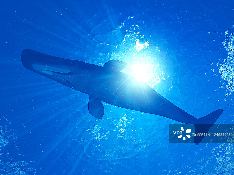 抹香鲸插画图片素材