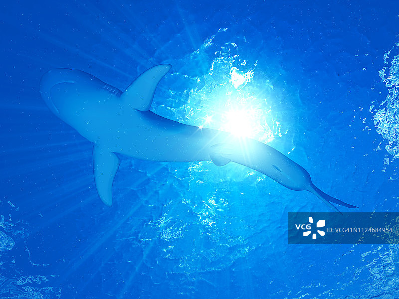 虎鲨插画图片素材