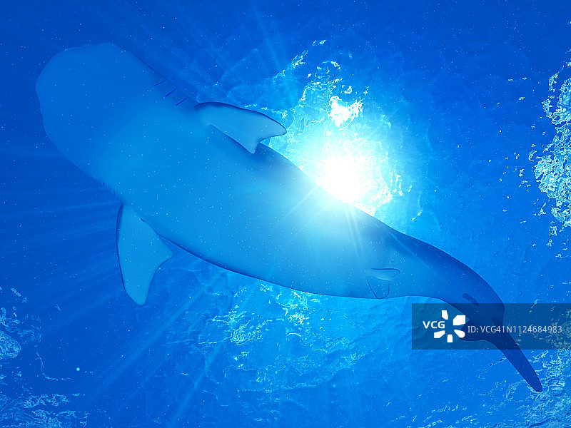 鲸鲨插画图片素材