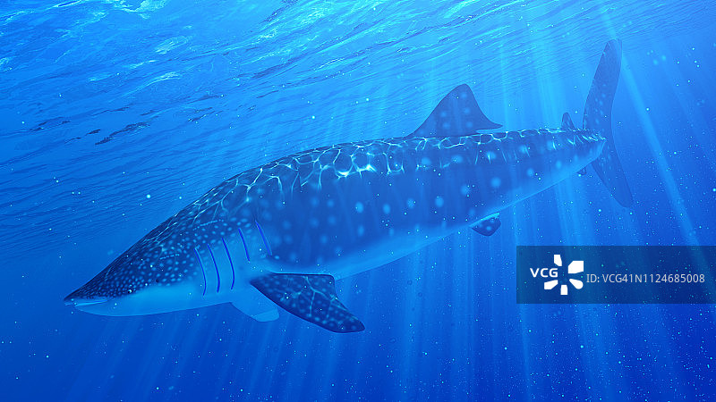 鲸鲨插画图片素材