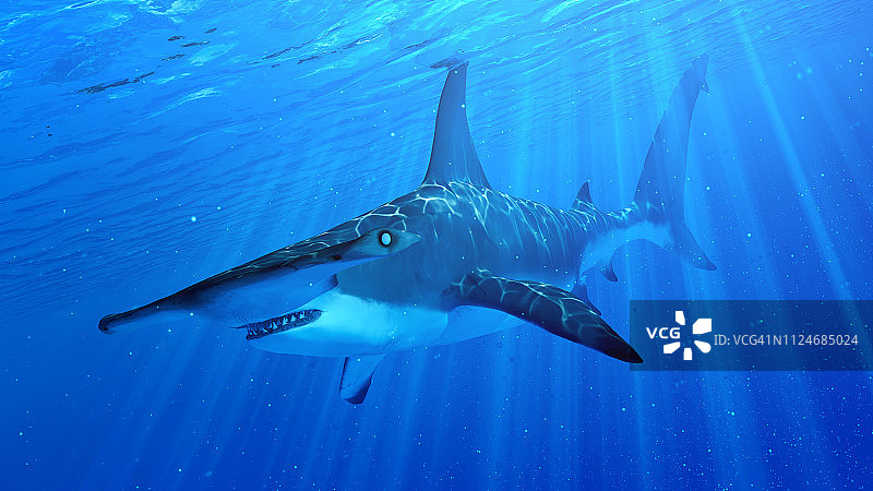 锤头鲨图片素材