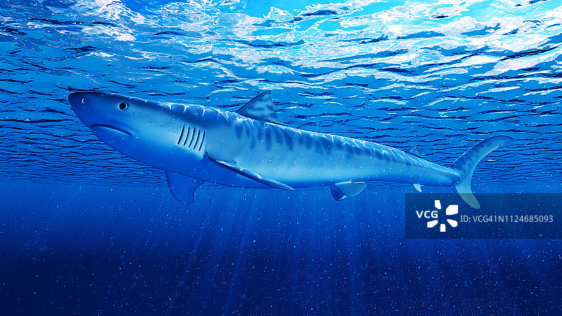 虎鲨插画图片素材