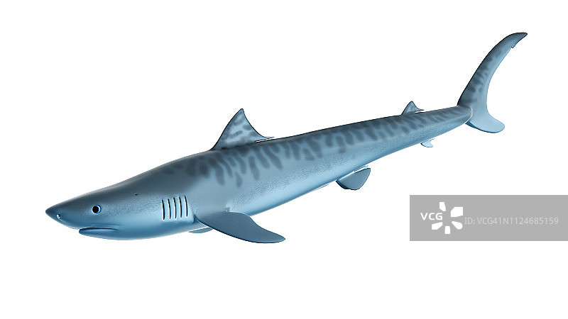 虎鲨插画图片素材