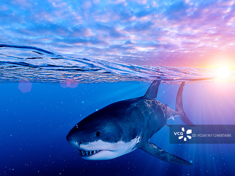 大白鲨插画图片素材