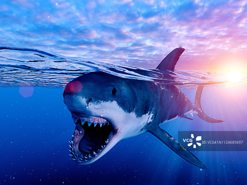 大白鲨插画图片素材