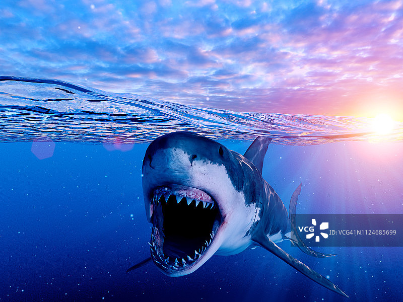 大白鲨插画图片素材