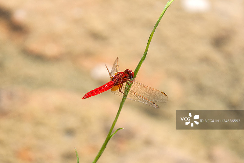 红色蜻蜓栖息在植物茎上图片素材