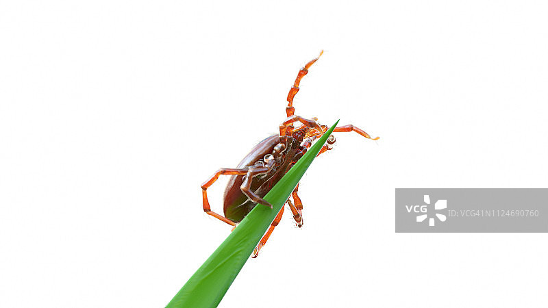 草叶上的蜱虫插画图片素材