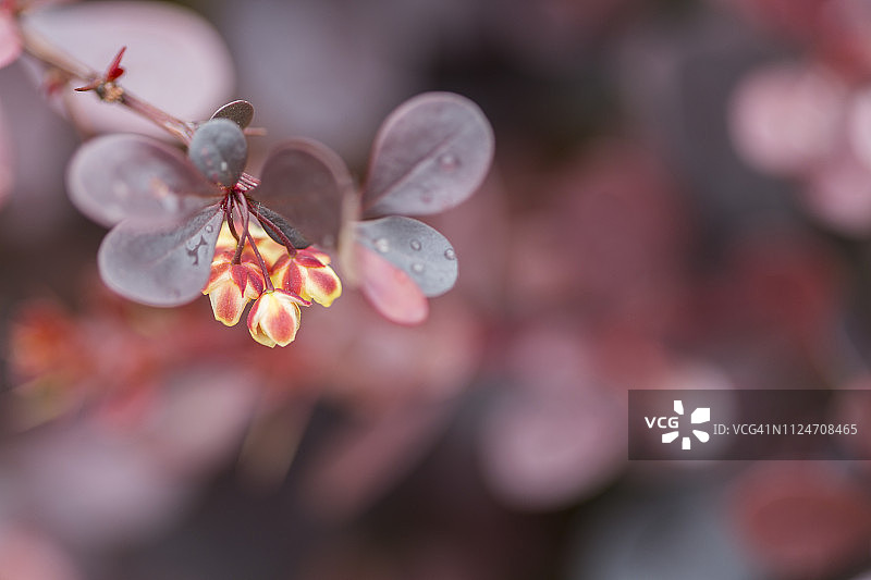 日本小檗图片素材