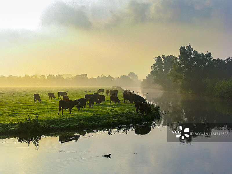 绿色草地上许多反刍的奶牛图片素材