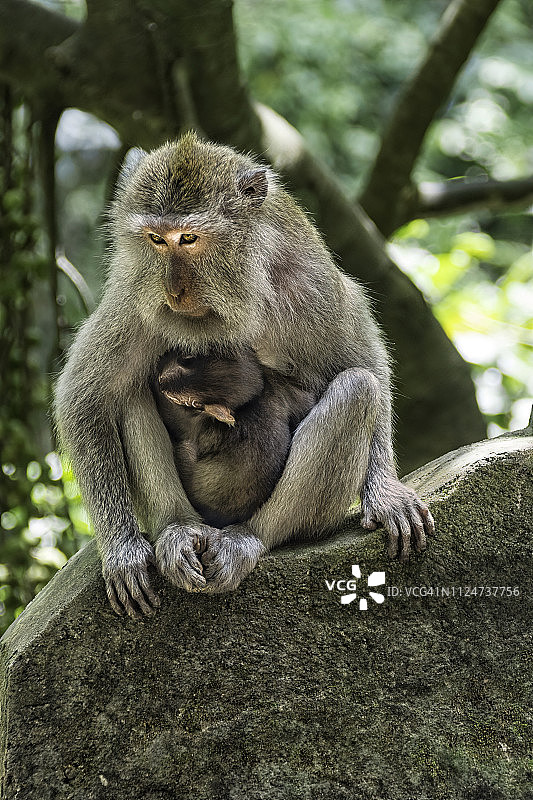 巴厘岛乌布圣猴森林公园的巴厘长尾猴母子肖像图片素材