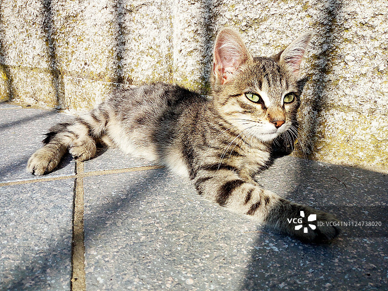 在阳光下路面上休息的虎斑猫图片素材