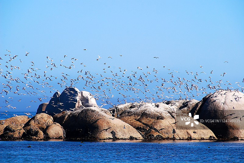 鸟群飞过南非西开普省帕特诺斯特海边的岩石图片素材