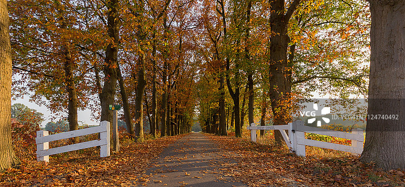 恩斯赫德森林公路，上艾瑟尔省，荷兰图片素材