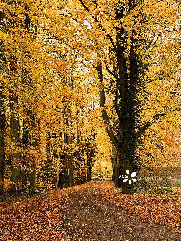 秋日森林公路（荷兰，Overijssel，恩斯赫德）图片素材