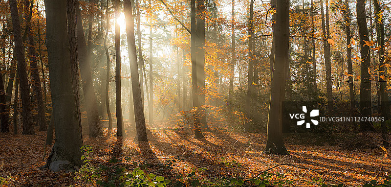 阳光穿过树林，恩斯赫德，上艾瑟尔省，荷兰图片素材
