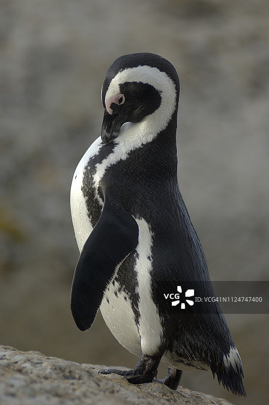 西蒙镇巨砾海滩上的企鹅图片素材