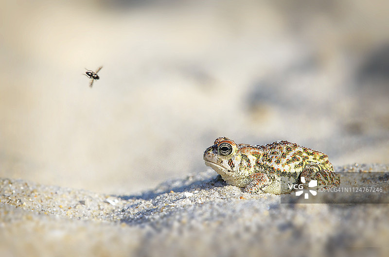 琼斯海滩上的花背蟾蜍与苍蝇图片素材