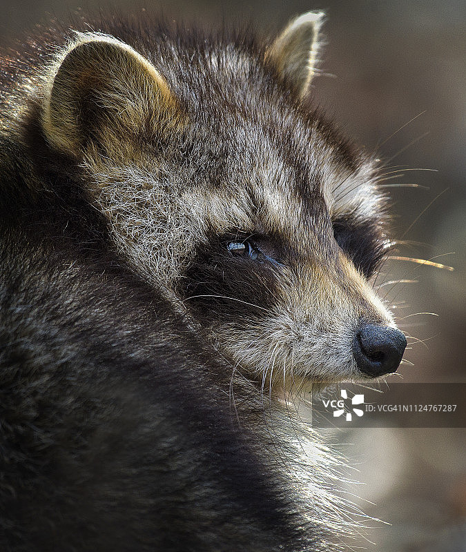 可爱浣熊在长岛科姆塞特州立公园的肖像图片素材