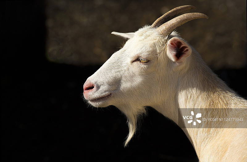 阳光下的山羊头像和脖子轮廓图片素材