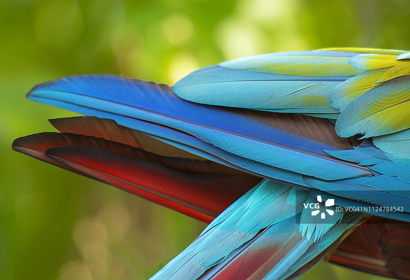 猩红金刚鹦鹉羽毛特写图片素材