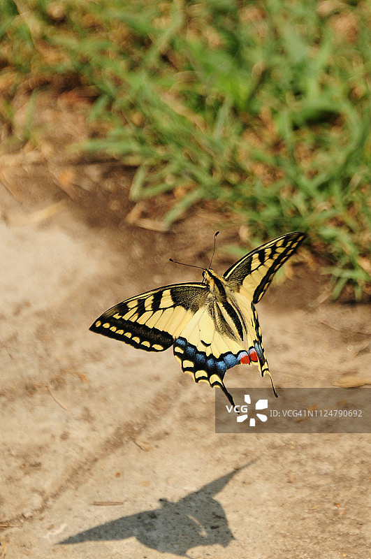 茴香凤蝶图片素材