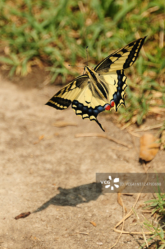 茴香凤蝶图片素材