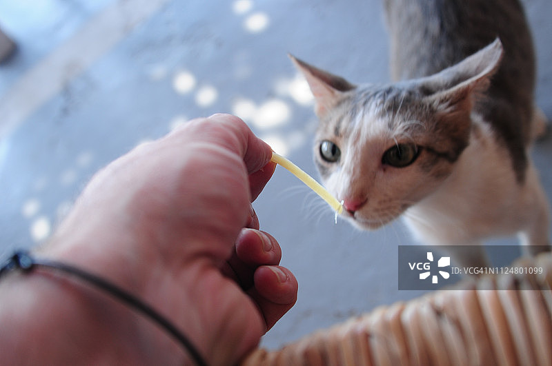 给猫喂意面图片素材