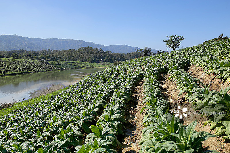 烟草种植图片素材
