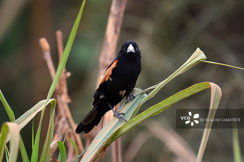 扇尾寡妇鸟，也称为红肩寡妇鸟图片素材