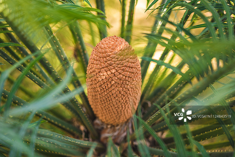 棕榈菠萝图案图片素材