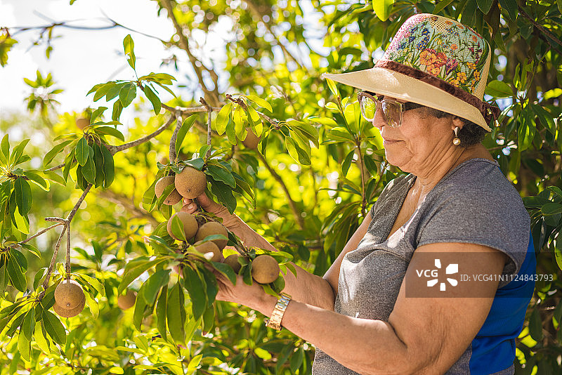 收获人心果图片素材