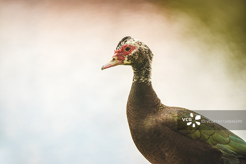 美洲家鸭图片素材