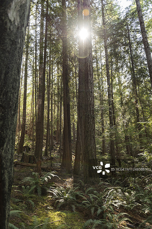 阳光在你眼中图片素材