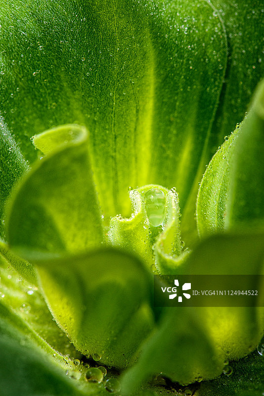 水浮莲图片素材