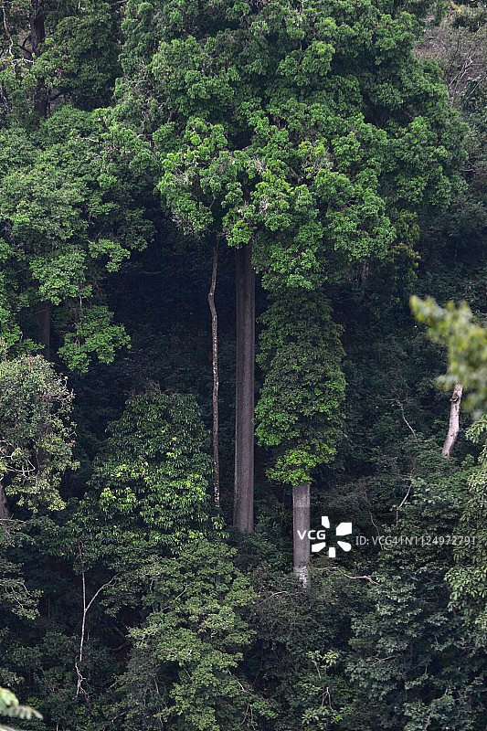 热带雨林中的大树图片素材