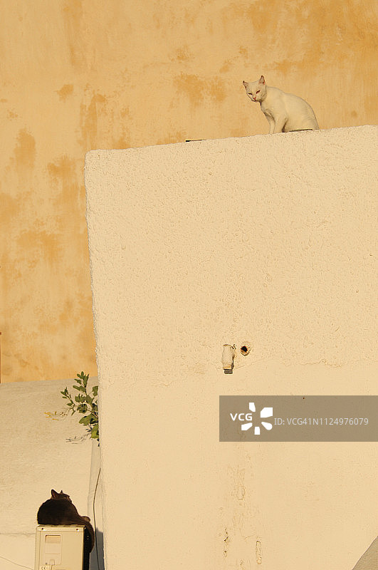 白墙上的黑猫和白猫图片素材