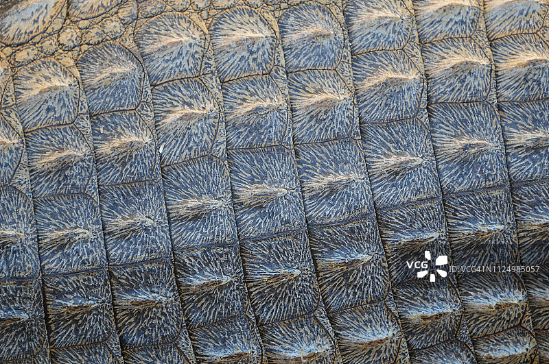 非洲尼罗河鳄鱼的皮肤特写图片素材