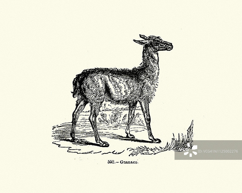 自然，原驼（Lama guanicoe），19世纪雕刻图片素材